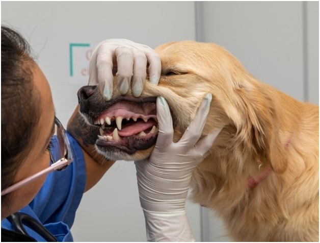 Caring for Your Pet’s Smile: The Importance of Regular Dental Checkups