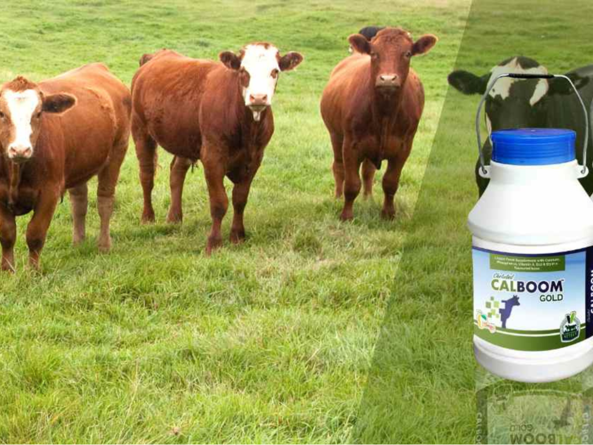 Veterinary Medicine Company Odisha: Advancing Animal Healthcare Through Quality Veterinary Manufacturing